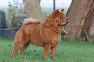 Hidde 2jr bomen